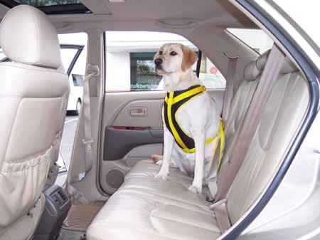 dog seat belt