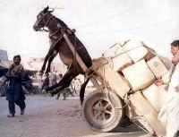 need more horsepower