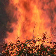 wildfire wildfire