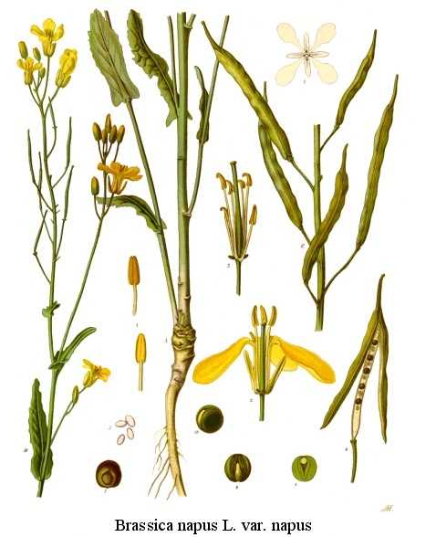 Rape plant and seeds illustration
